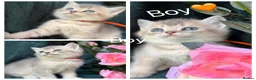 British Longhair cats for sale: TICA BRITISH SHORTHAIR & LONGHAIR KITTENS  - Advert 15
