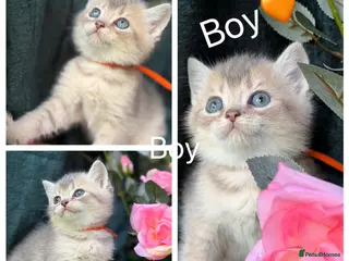 British Longhair cats TICA BRITISH SHORTHAIR & LONGHAIR KITTENS - Advert 6