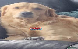 Golden Retriever dogs for sale: Quality KC golden retriever puppies  - Image 29