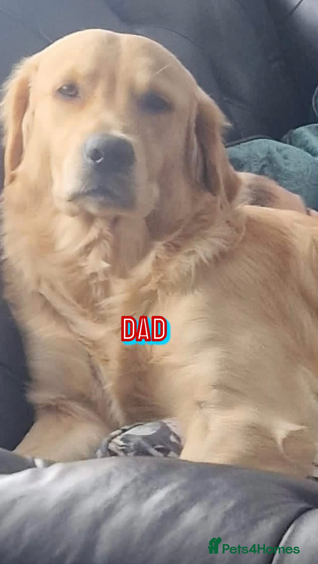 Golden Retriever dogs for sale: Quality KC golden retriever puppies  - Image 29