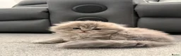 Scottish Fold cats for sale: Scottish Fold and Scottish straight kittens. - Advert 38