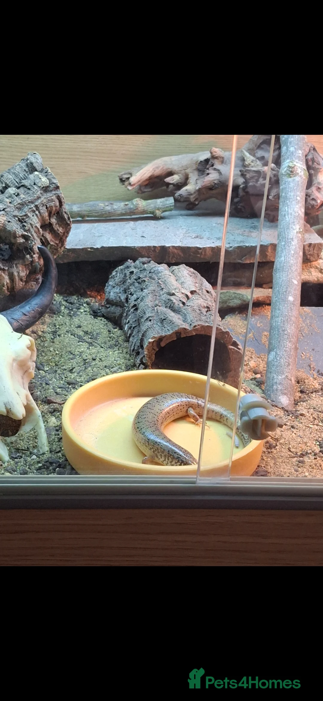 Skink reptiles for sale: Breeding trio Ocellated Skink - Advert 3