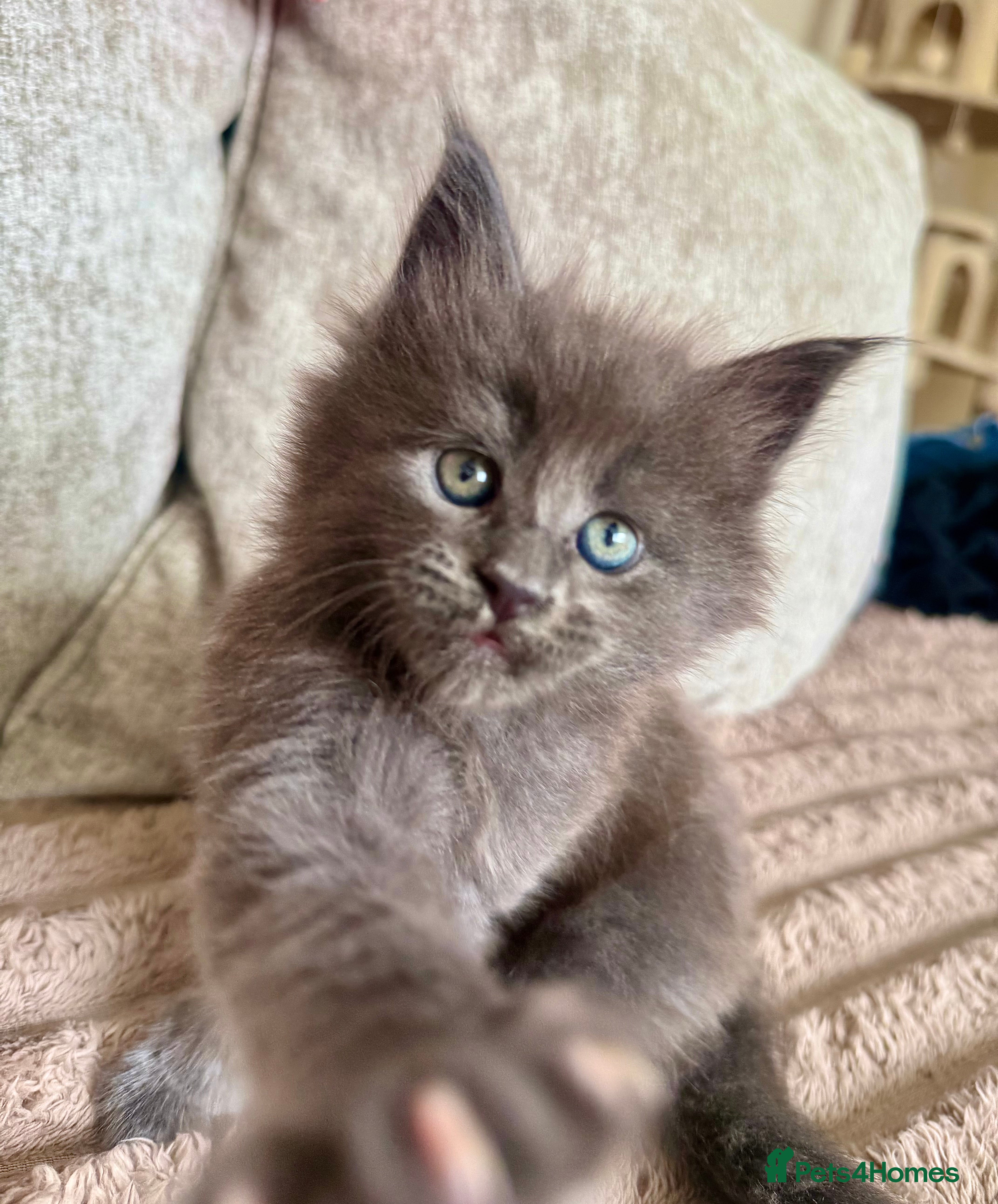 Maine Coon Kitten 4