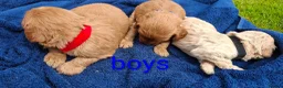 Cockapoo dogs for sale: First class cockerpoo puppies  - Advert 8