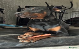 Dobermann dogs for sale: Male Dobermann 18 Months Old Crate Trained - Image 2