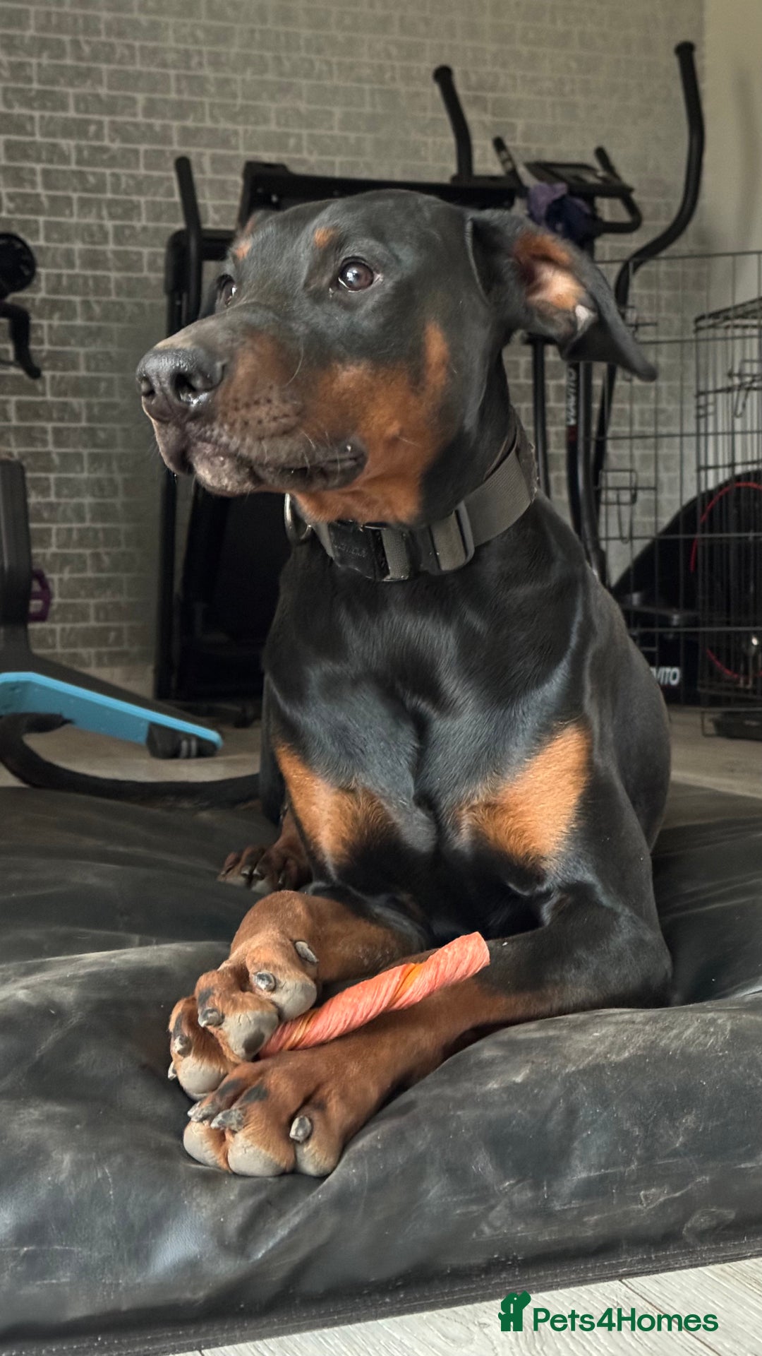 Dobermann dogs for sale: Male Dobermann 18 Months Old Crate Trained - Image 2