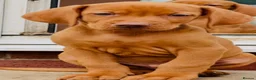 Hungarian Vizsla dogs for sale: Premium Male Hungarian Vizsla Puppies  - Advert 9
