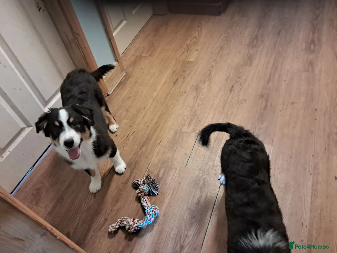 Australian Shepherd dogs for sale: One Australian Shepherd Pup Available Now - Advert 2