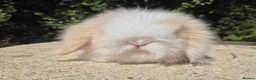 Angora rabbits for sale: 💓STUNNING TEDDYWIDDER BABIES- IMPORTED PARENTS 💓 - Advert 7
