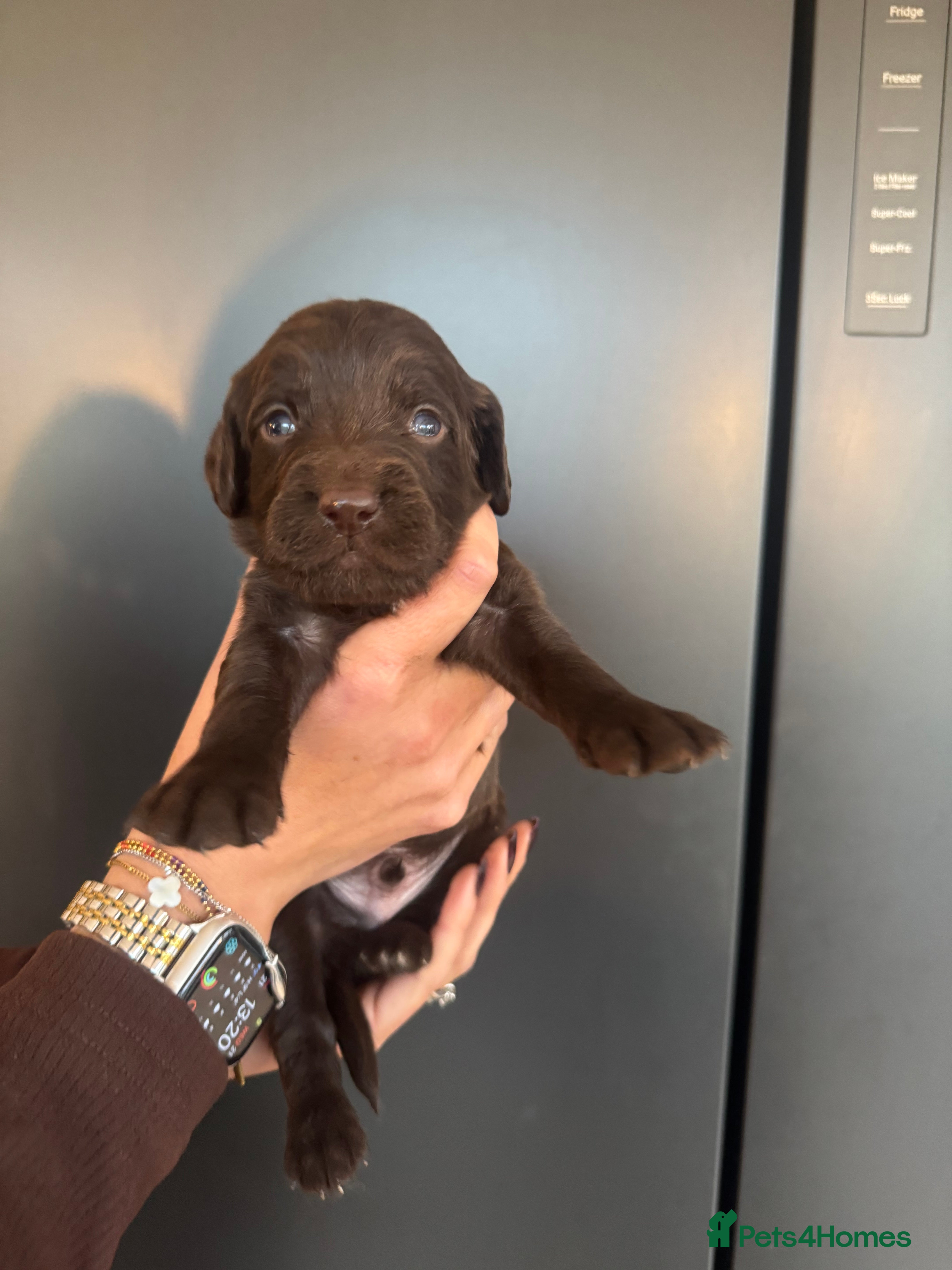 Sprocker dogs Sprocker puppies for sale - Advert 1