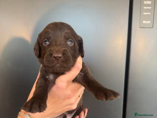 Sprocker dogs Sprocker puppies for sale - Advert 1