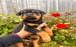 Rottweiler dogs for sale: 2 quality Rottweiler puppies  - Image 2