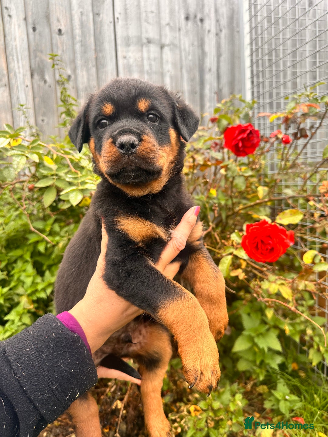 Rottweiler dogs for sale: 2 quality Rottweiler puppies  - Image 2