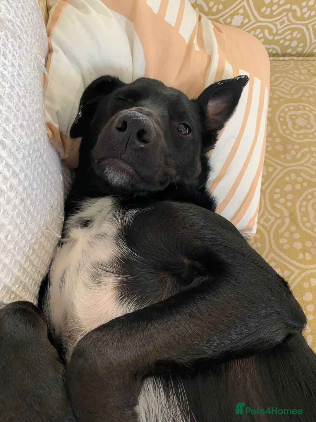 Mixed Breed dogs for sale: Cobi needs a new home ❤️ - Advert 3