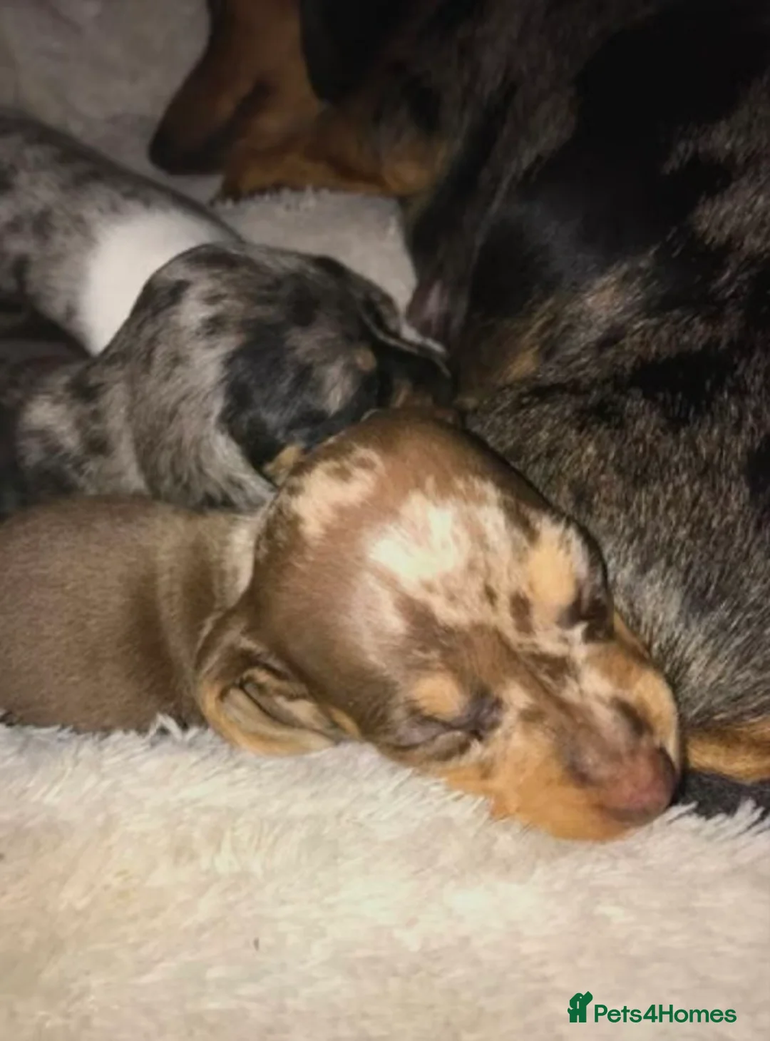 Miniature Dachshund dogs for sale: Adorable Miniature Dachshund Puppies - Advert 2