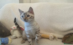 Bengal cats for sale: OUTSTANDING TICA reg BENGAL KITTENS - Advert 4