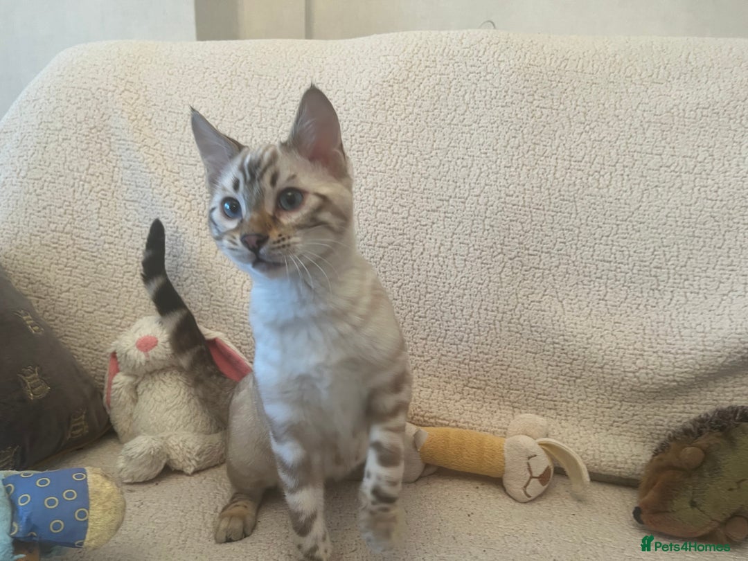 Bengal cats for sale: OUTSTANDING TICA reg BENGAL KITTENS - Advert 4