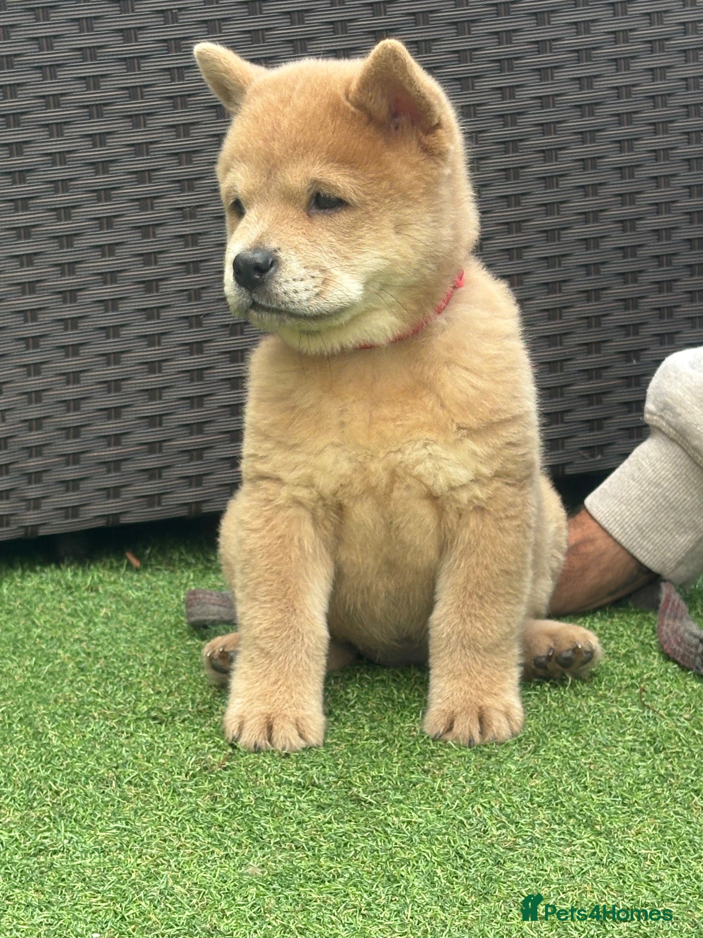 Chow Chow dogs Chows ready and reduced  !!! - Advert 14