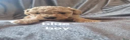 Poochon dogs for sale: Toy poochon puppies  in Gloucester - Advert 6