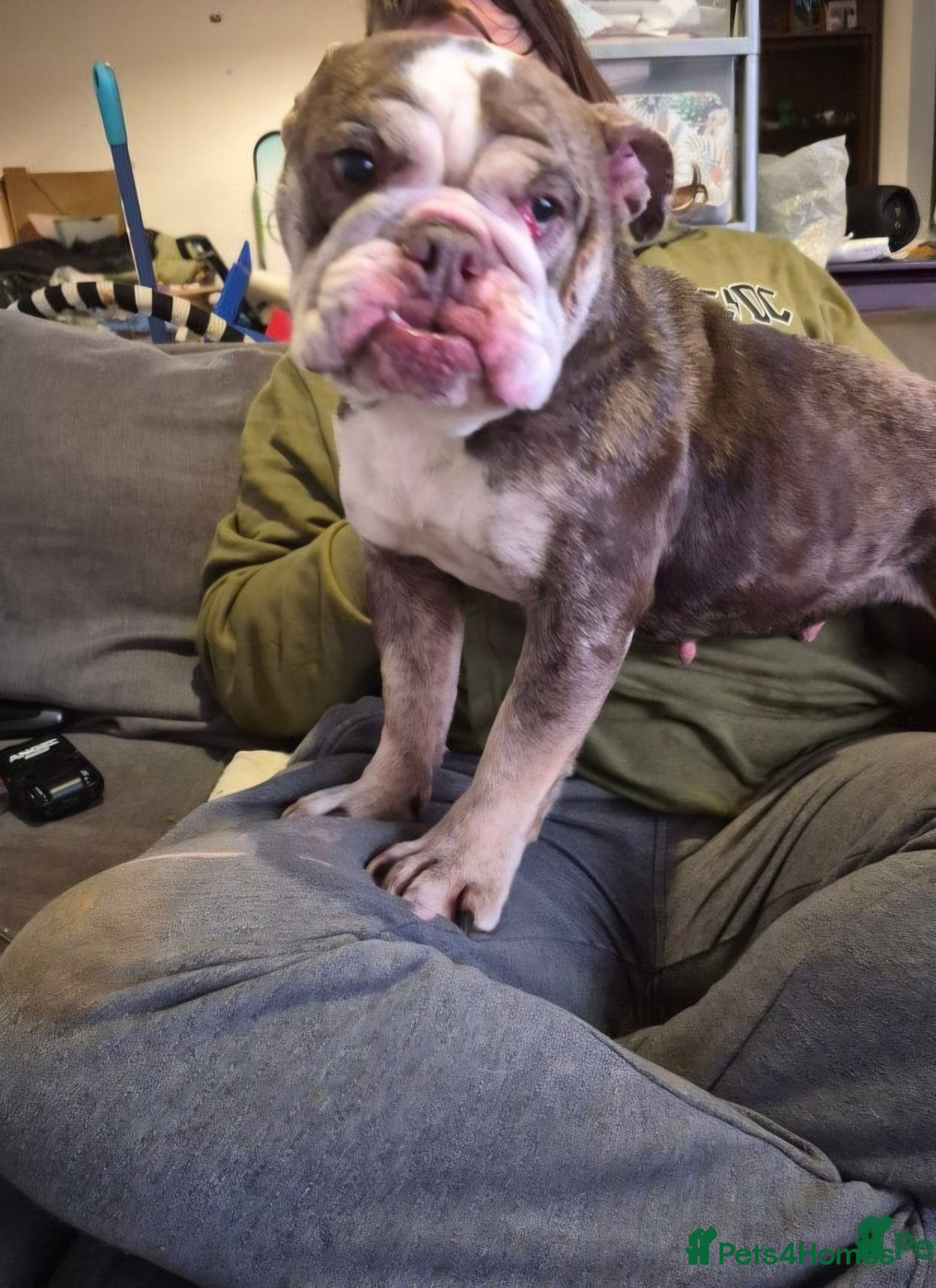 English Bulldog dogs Cookie - Advert 6