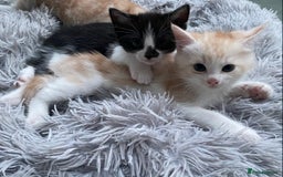 Ragdoll cats for sale: Ragdoll X Kittens for Loving Forever Homes - Image 20