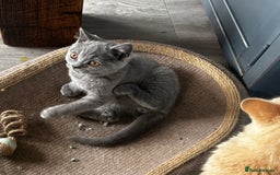 British Shorthair cats for sale: Adorable kittens READY NOW in Wakefield - Image 21