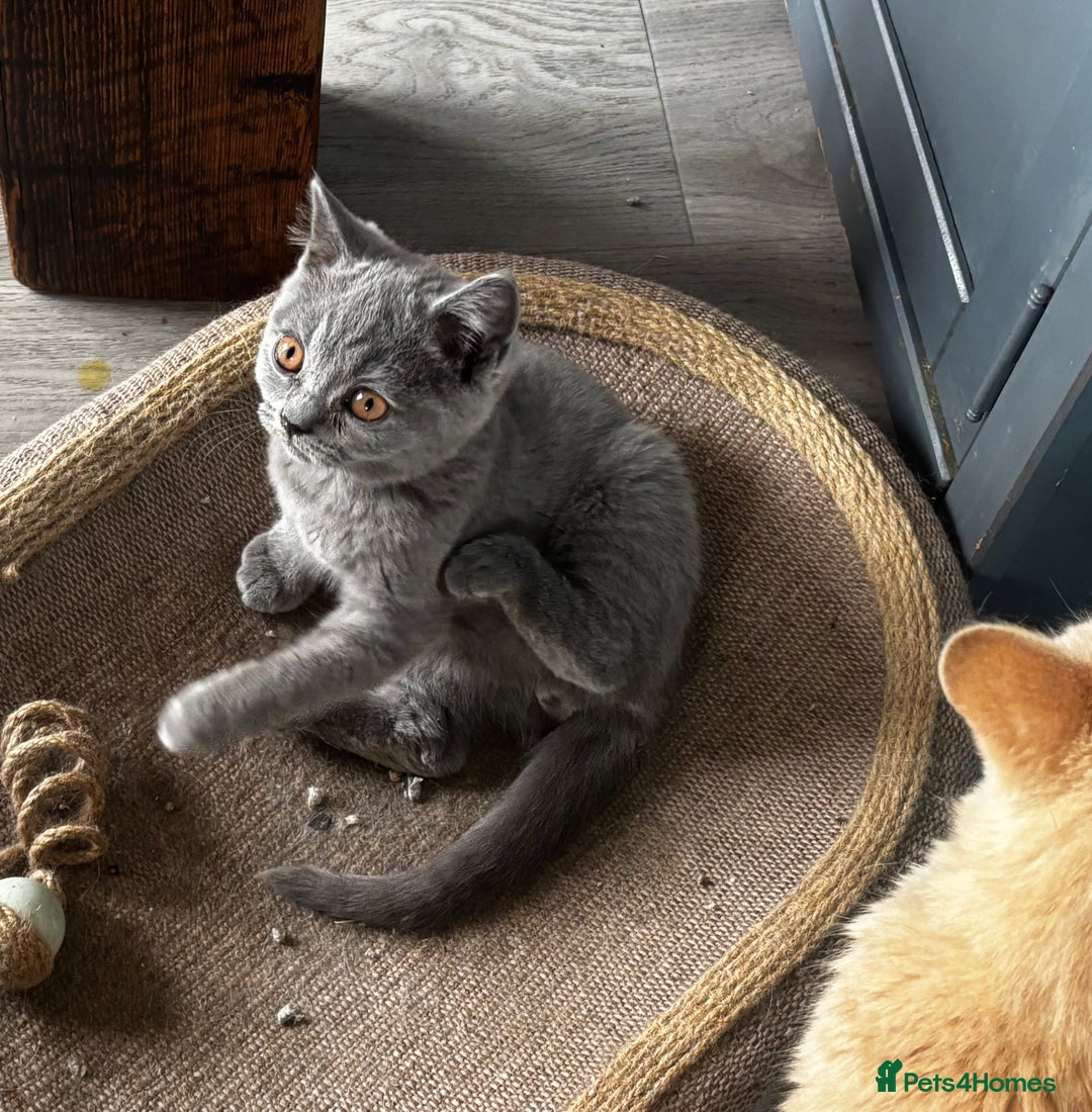 British Shorthair cats for sale: Adorable kittens READY NOW in Wakefield - Image 21
