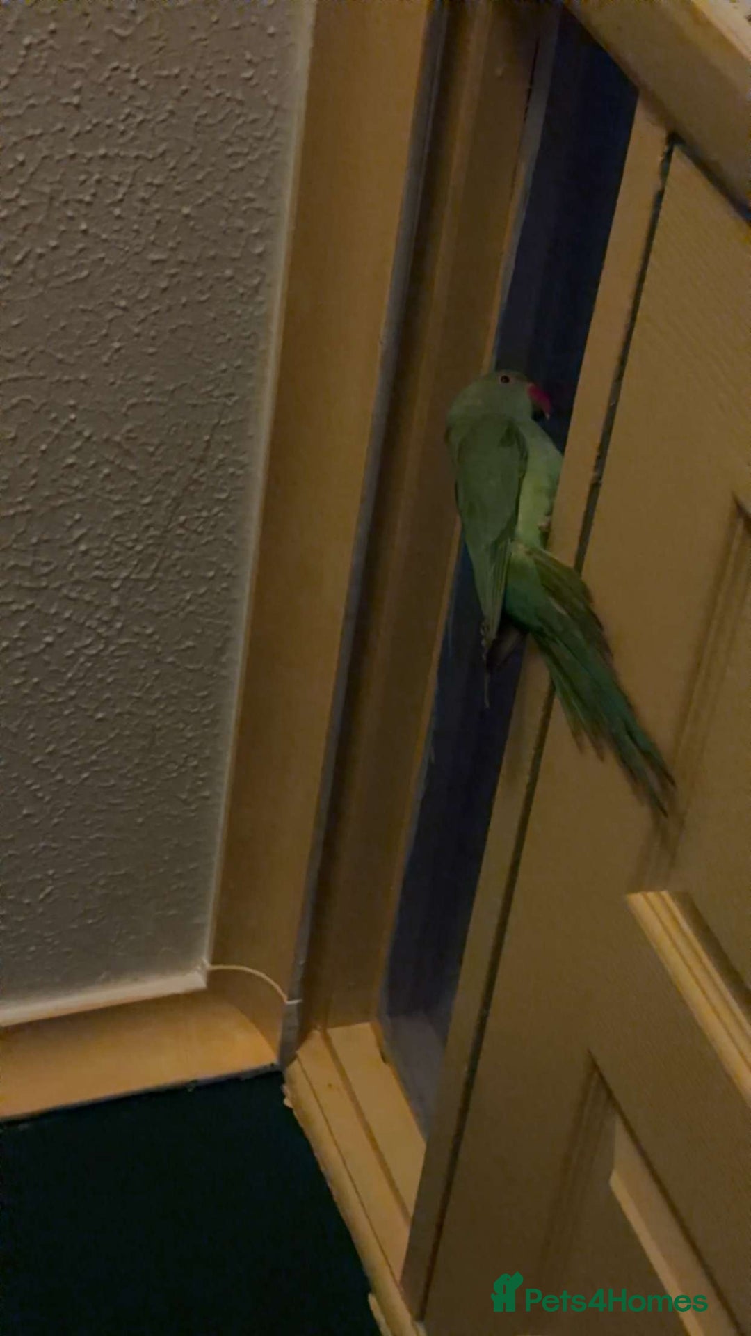 Ringnecks birds for sale: Indian Ringneck Parrot (cage,food,toys included) - Advert 2