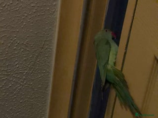 Ringnecks birds Indian Ringneck Parrot (cage,food,toys included) - Advert 4