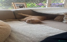 British Shorthair cats for sale: Our wonderful boy, Ferguson for sale  - Advert 13