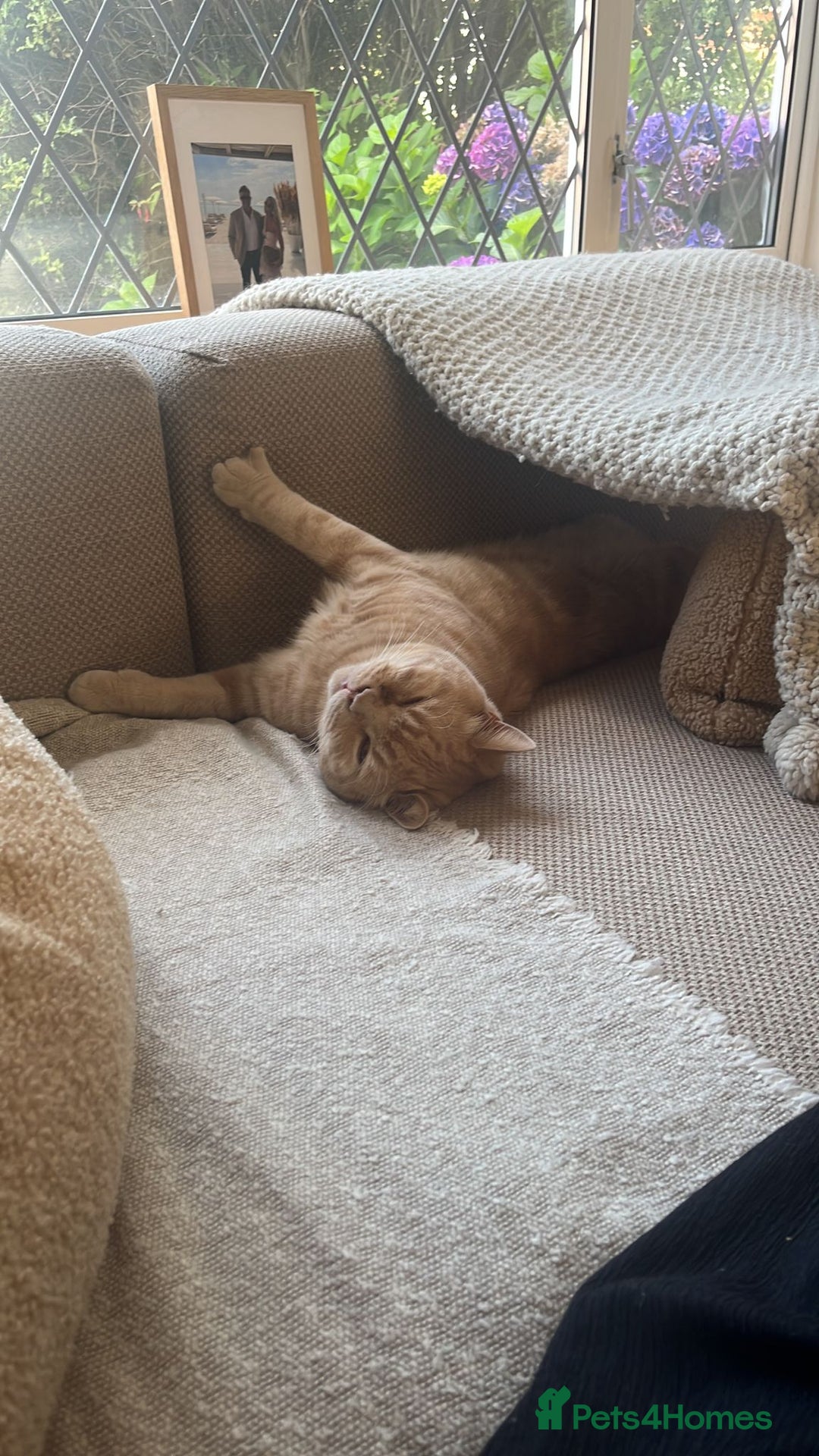 British Shorthair cats for sale: Our wonderful boy, Ferguson for sale  - Advert 13