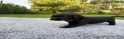 Labrador Retriever dogs for sale: Black Labrador Puppies - Advert 20