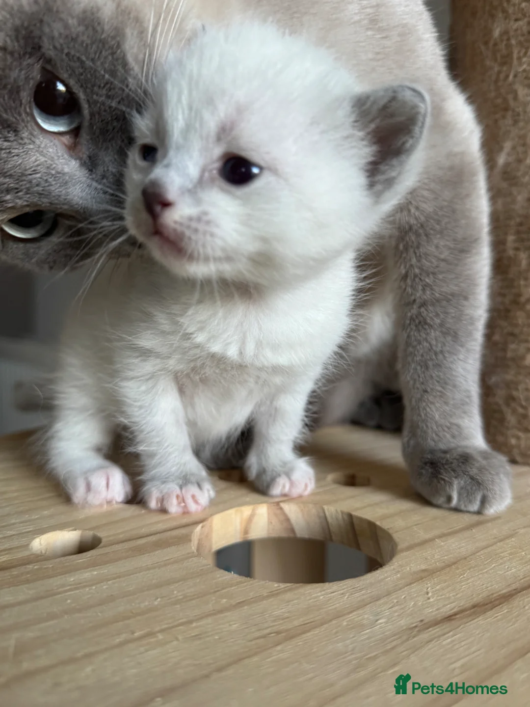 Ragdoll cats for sale: Beautiful Tonkinese x Ragdoll Kitten (Female) - Advert 2