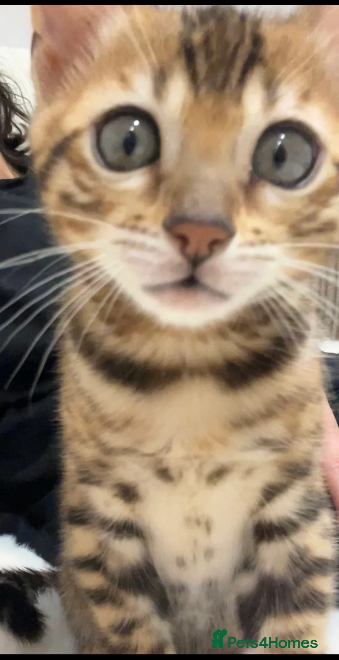 Bengal cats for sale: Female - Advert 10