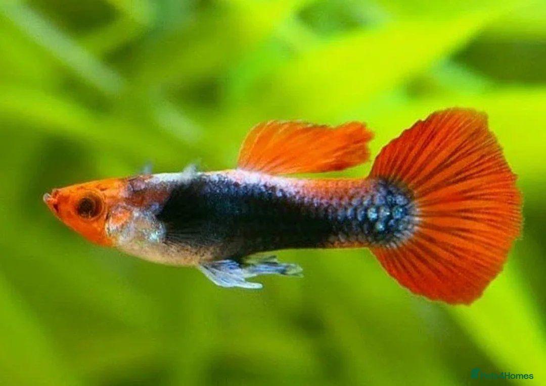 Live Bearers fish for sale: Guppies and aquarium plants for sale  - Advert 2