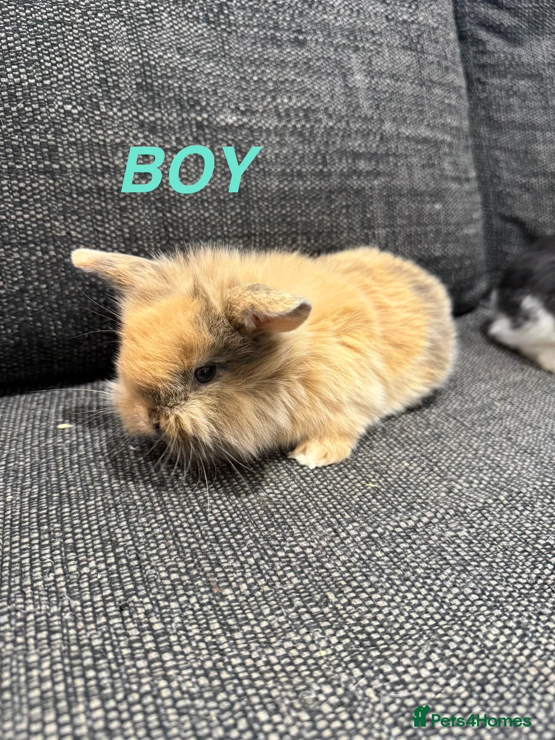 Mini Lop rabbits for sale: Adorable Mini Lops  - Advert 1