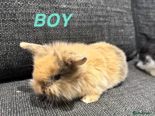 Mini Lop rabbits Adorable Mini Lops - Advert 1