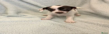 Jack Russell 1