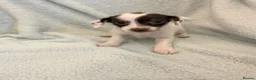 Jack Russell dogs for sale: Beautiful Jack Russell pups  - Advert 4