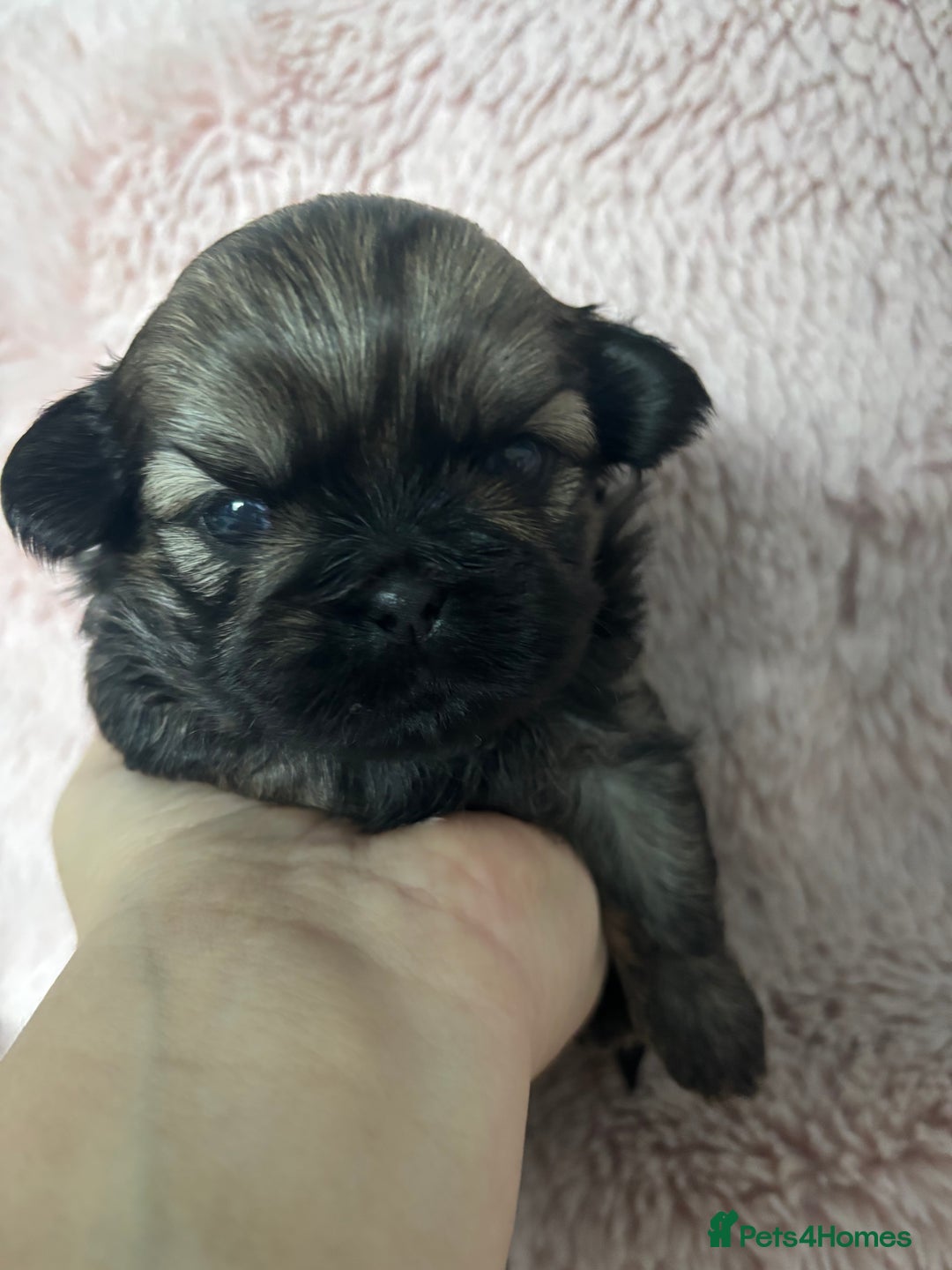 Shih Tzu dogs for sale: Imperial Shih Tzu male - Advert 3