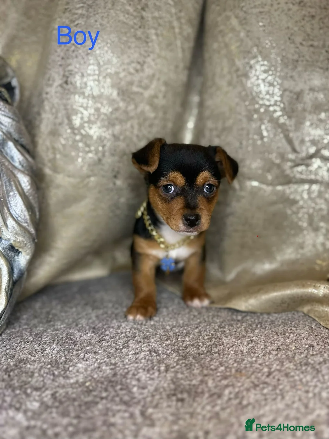 Jack Russell dogs for sale: Mini jack Russell babies - Advert 8