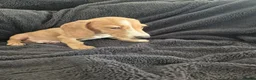 Miniature Dachshund dogs for sale: LAST 3x Dachshund boys ready NOW fully vacs - Advert 16
