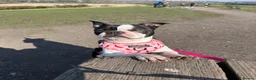 Boston Terrier dogs for sale: Gorgeous chunky Boston babies  - Advert 3