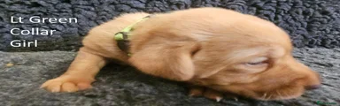 Light Green Collar Girl
