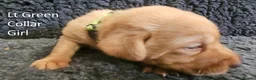 Labrador Retriever dogs for sale: Stunning Red Fox Labs-Health checked, KC Reg, FTCH - Advert 32