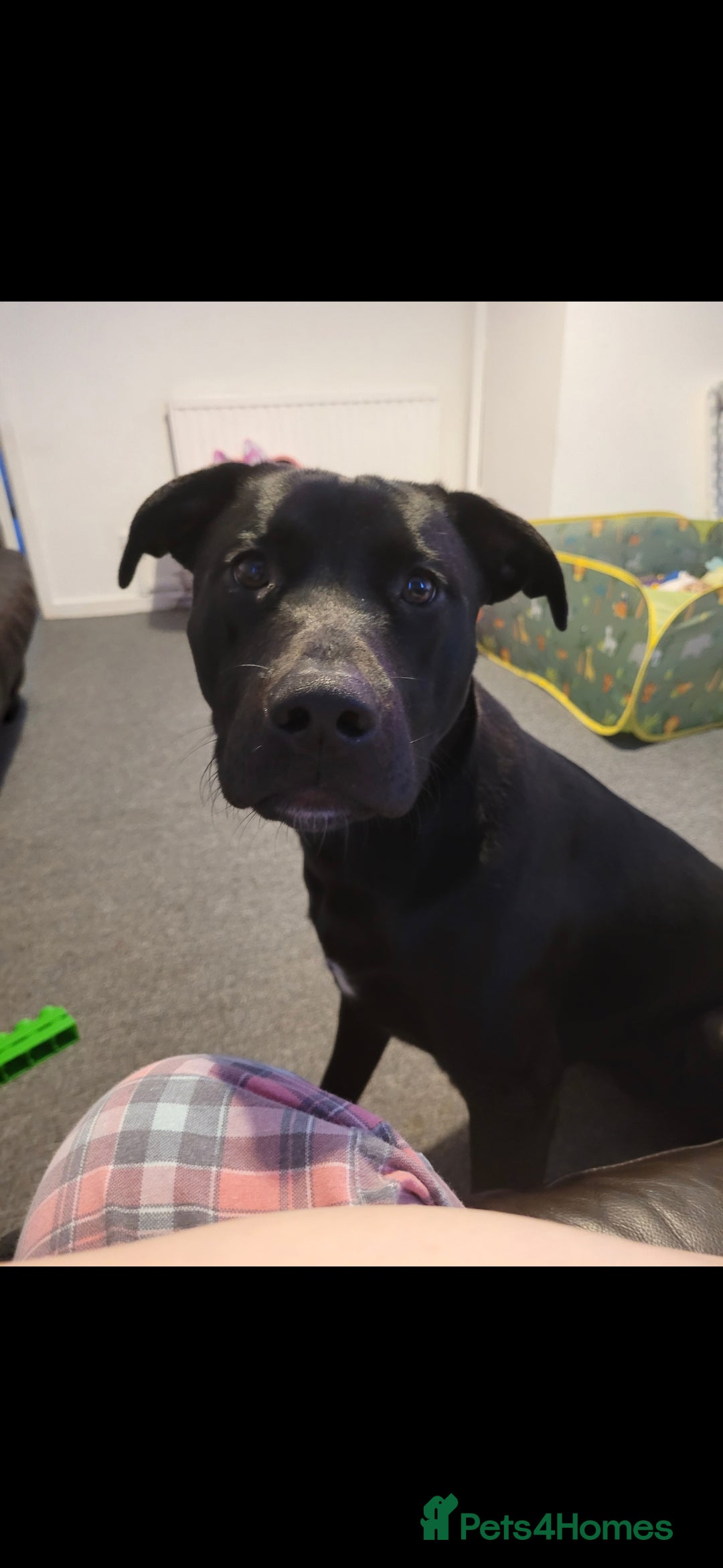 Mixed Breed dogs for sale: Max - 2 ½ years old - Image 2