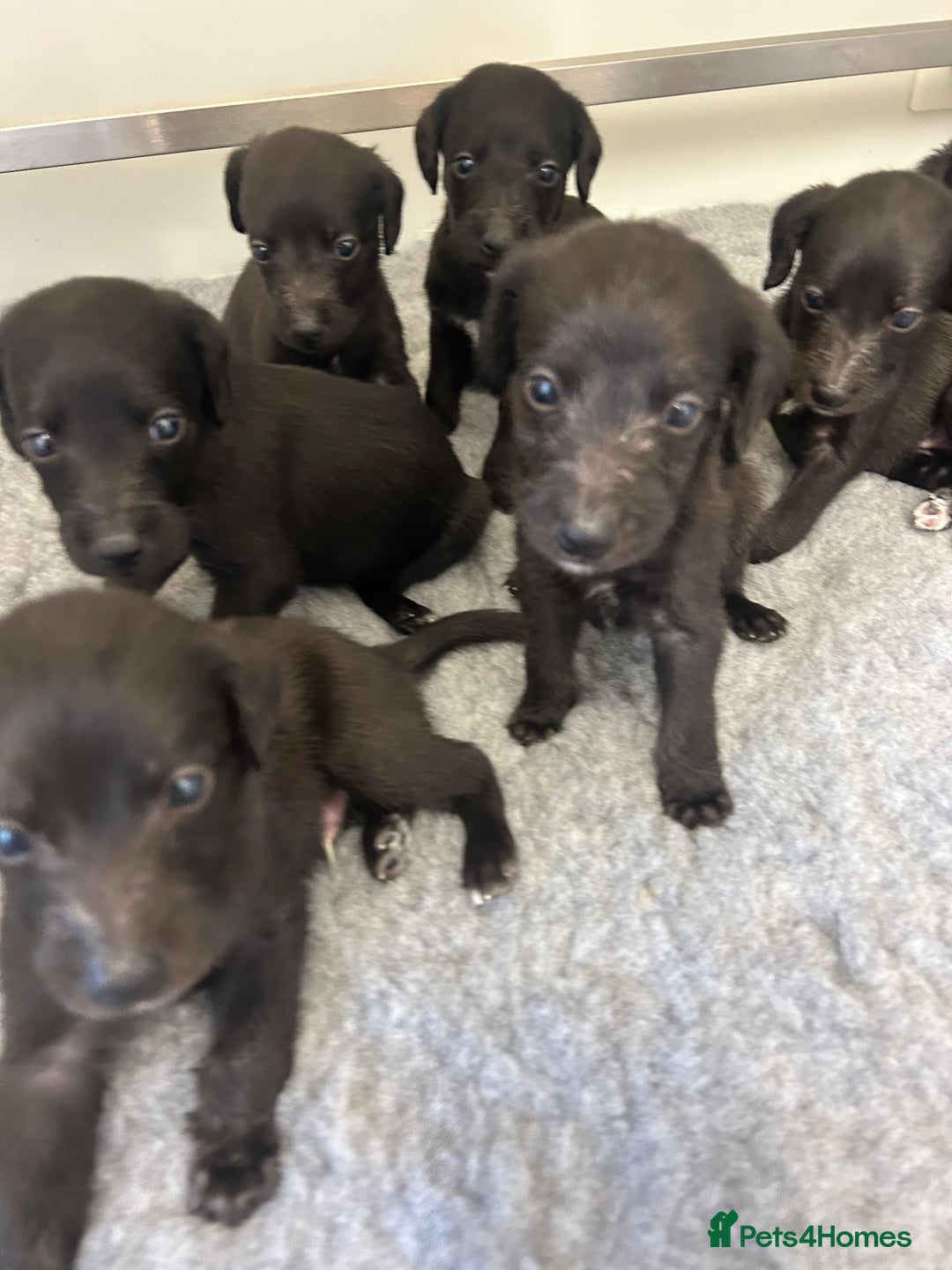 Mixed Breed dogs for sale: GENUINE BEDDY WHIPPETS 2 BOYS LEFT - Advert 10