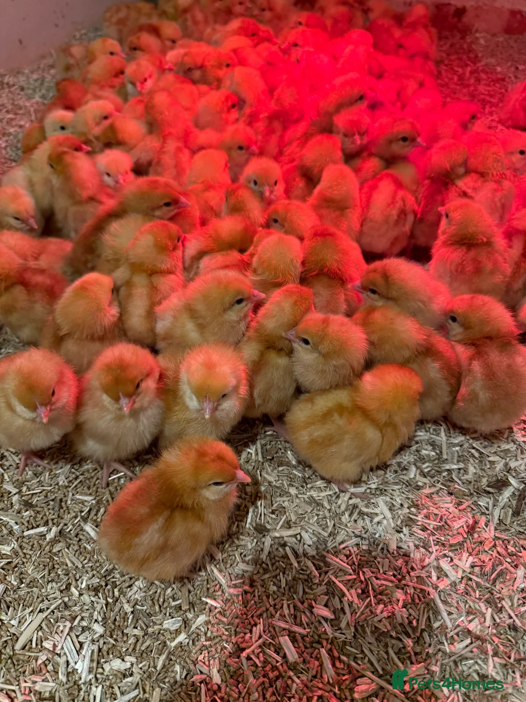 Chickens poultry for sale: Warren hybrid female chicks  - Advert 2