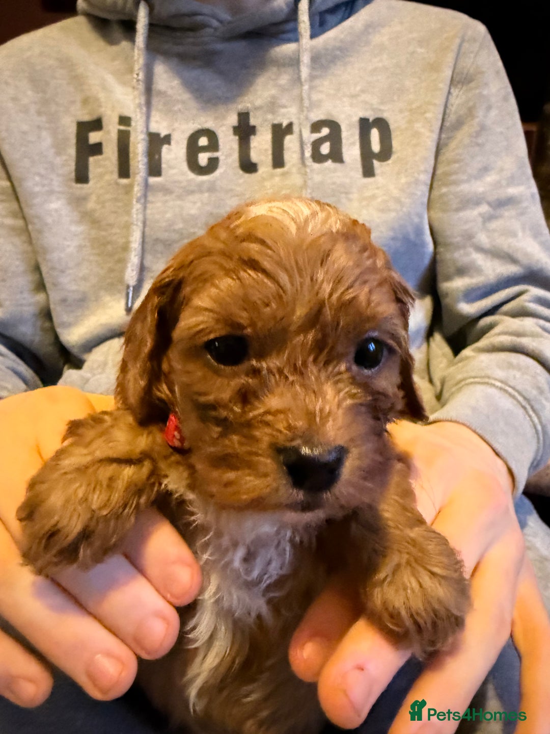 Cockapoo dogs for sale: Cockatoo puppies - Advert 9