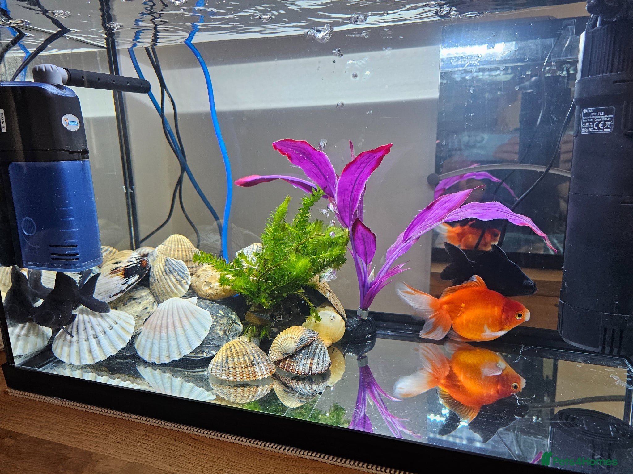 Goldfish fish 3 Happy Goldfish & Complete Setup - Advert 8